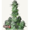 Kosher Cake Auto · FastBuds Seeds · semi di canapa · AutoFem