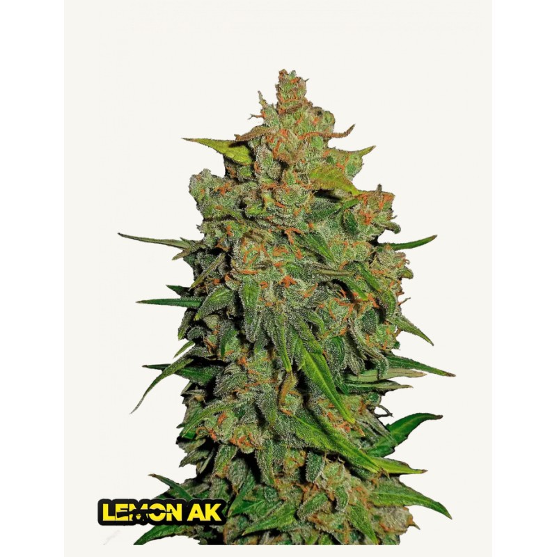 Lemon AK Auto · FastBuds Seeds ·semillas de marihuana · AutoFem