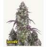 Lemon Pie Auto · FastBuds Seeds · semi di canapa · AutoFem