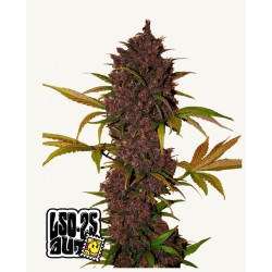LSD-25 Auto – Semi Autofiorenti Fastbuds