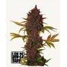 LSD-25 Auto · FastBuds Seeds · semillas de marihuana · AutoFem