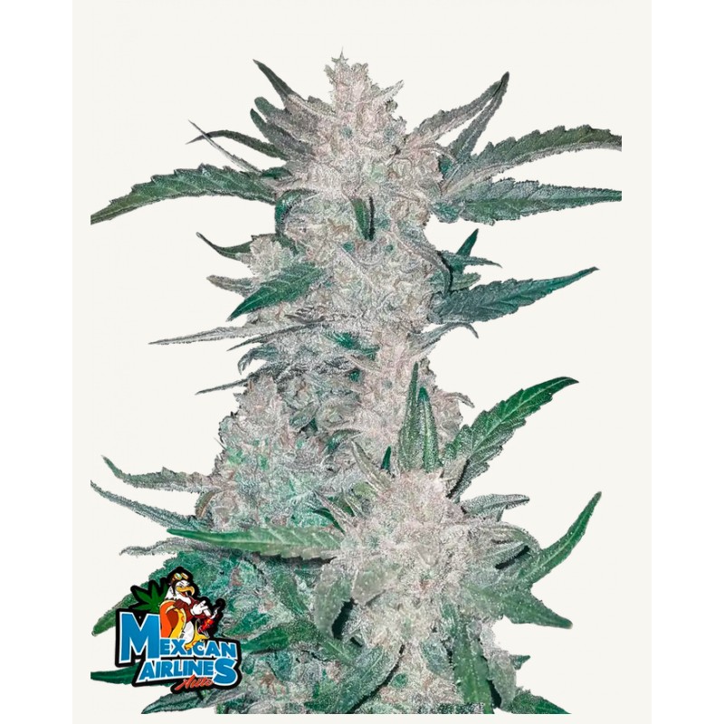 Mexican Airlines Auto · FastBuds Seeds · cannabis seeds · AutoFem