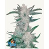 Mexican Airlines Auto · FastBuds Seeds · semi di canapa · AutoFem
