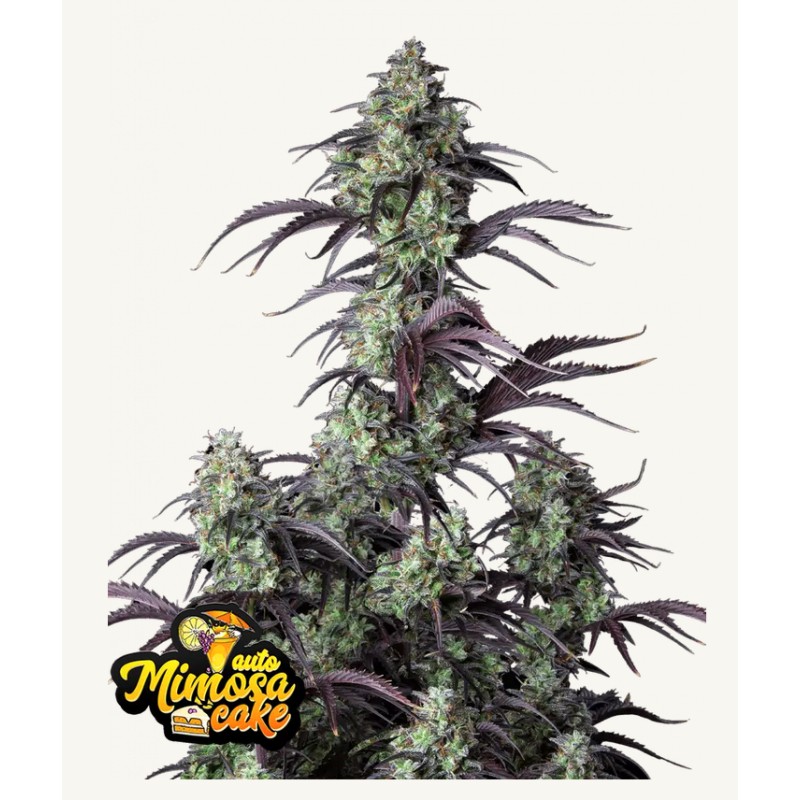 Mimosa Cake Auto · FastBuds Seeds · semi di canapa · AutoFem