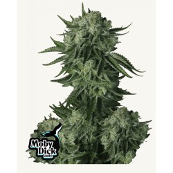 Moby Dick Auto · FastBuds Seeds · semillas de marihuana · AutoFem