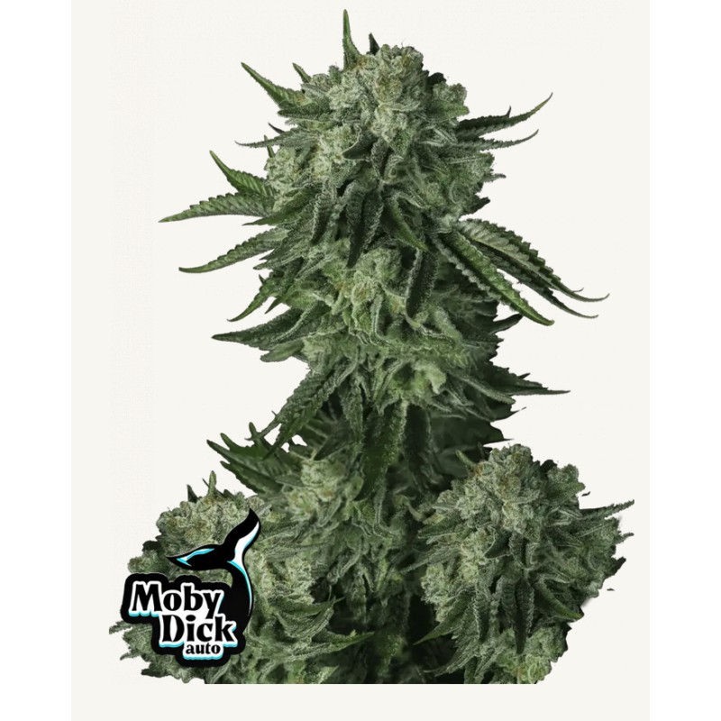 Moby Dick Auto · FastBuds Seeds · semi di canapa · AutoFem