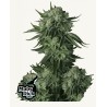 Moby Dick Auto · FastBuds Seeds · semillas de marihuana · AutoFem