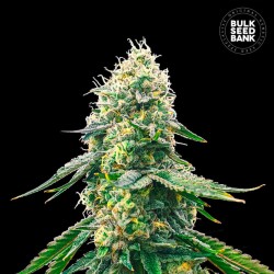GELATO SAMBA · Bulk Seed Bank · semi di canapa · Fem