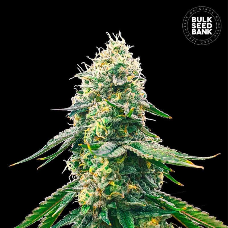 GELATO SAMBA · Bulk Seed Bank · semi di canapa · Fem