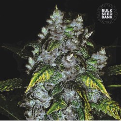 GOOD WILD SHARK · Bulk Seed Bank · semi di canapa · Fem