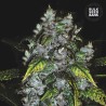 GOOD WILD SHARK · Bulk Seed Bank · cannabis seeds · Fem