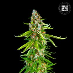 GRANDE CRACK · Bulk Seed Bank · cannabis seeds · Fem