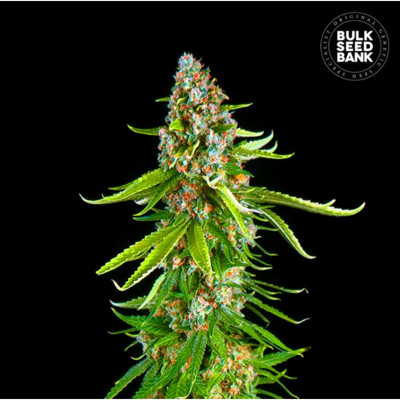 GRANDE CRACK · Bulk Seed Bank · cannabis seeds · Fem