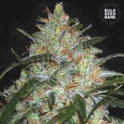 GRAPEFRUIT · Bulk Seed Bank · semillas de marihuana · Fem
