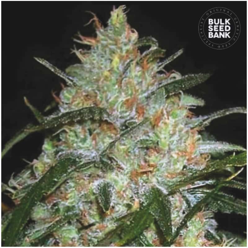 GRAPEFRUIT · Bulk Seed Bank · semi di canapa · Fem