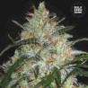 GRAPEFRUIT · Bulk Seed Bank · cannabis seeds · Fem
