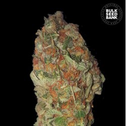 GREEN CANDY · Bulk Seed Bank · semi di canapa · Fem