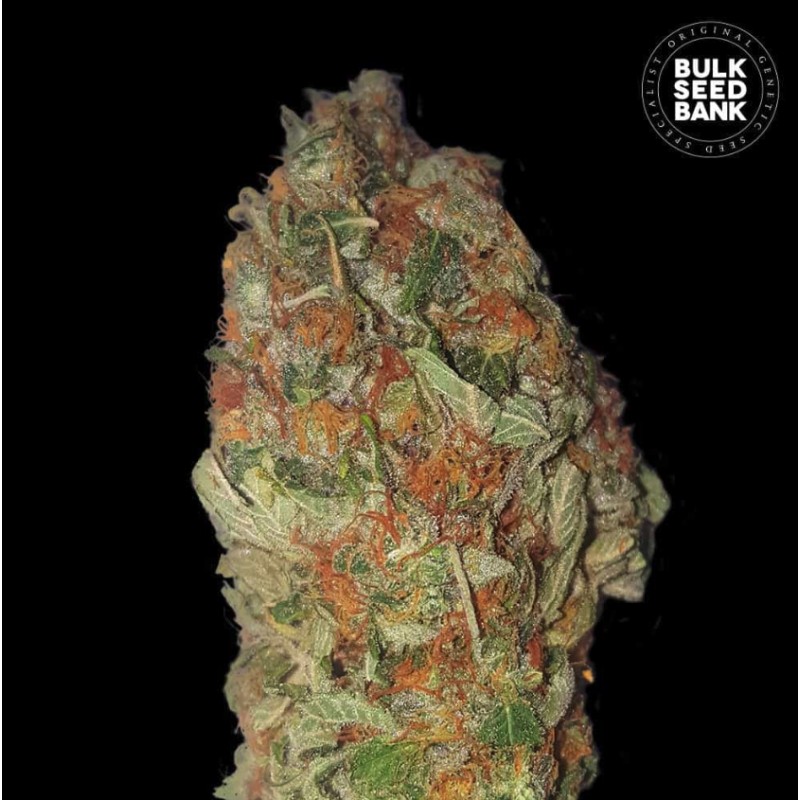GREEN CANDY · Bulk Seed Bank · semi di canapa · Fem
