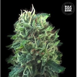 GREEN SCOUT COOKIES · Bulk Seed Bank · semillas de marihuana · Fem