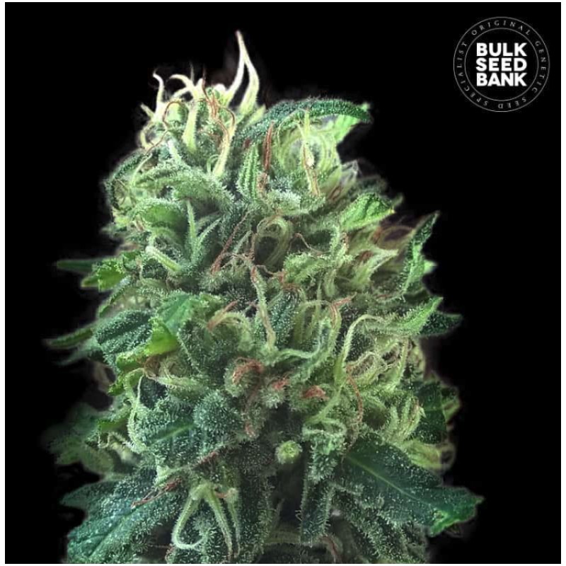 GREEN SCOUT COOKIES · Bulk Seed Bank · semi di canapa · Fem