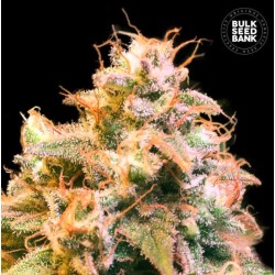 GUERILLA GLUE · Bulk Seed Bank · semi di canapa · Fem