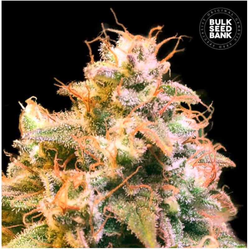 GUERILLA GLUE · Bulk Seed Bank · semi di canapa · Fem