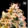 GUERILLA GLUE · Bulk Seed Bank · cannabis seeds · Fem