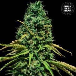 HELL BELLS OG · Bulk Seed Bank · semillas de marihuana · Fem