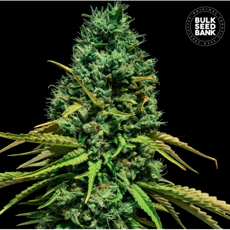 HELL BELLS OG · Bulk Seed Bank · cannabis seeds · Fem