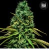 HELL BELLS OG · Bulk Seed Bank · cannabis seeds · Fem