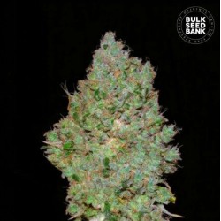 JACK HAIR · Bulk Seed Bank · semillas de marihuana · Fem