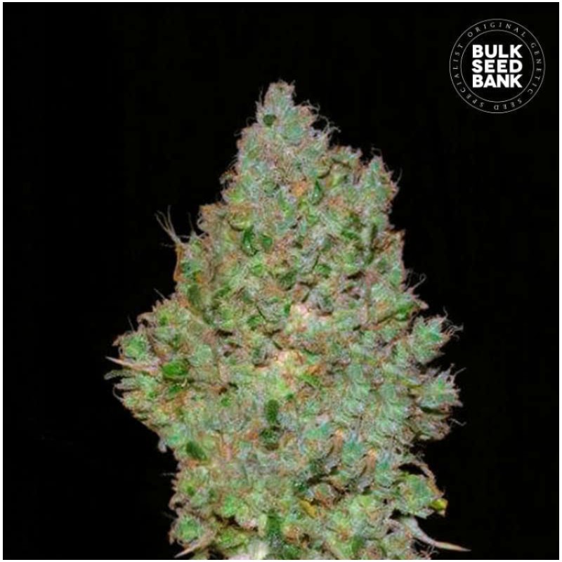 JACK HAIR · Bulk Seed Bank · semillas de marihuana · Fem