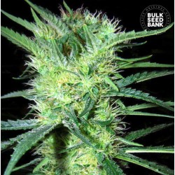 K 2 · Bulk Seed Bank · semi di canapa · Fem