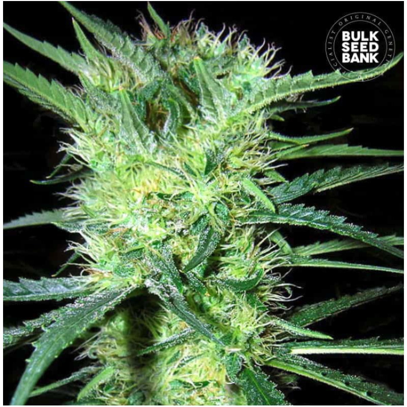 K 2 · Bulk Seed Bank · semi di canapa · Fem
