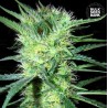 K 2 · Bulk Seed Bank · semi di canapa · Fem
