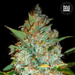KALI'S MISTERY · Bulk Seed Bank · cannabis seeds · Fem