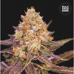 LAVENDER BEST · Bulk Seed...