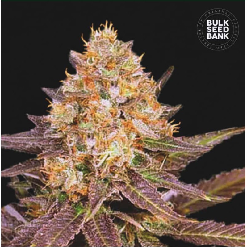 LAVENDER BEST · Bulk Seed Bank · semi di canapa · Fem