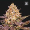 LAVENDER BEST · Bulk Seed Bank · semillas de marihuana · Fem