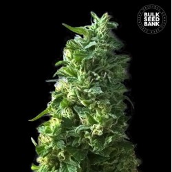 LIME SKUNK · Bulk Seed Bank · semillas de marihuana · Fem