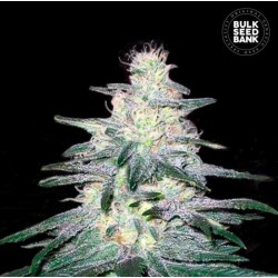 LOCOMOTIVE · Bulk Seed Bank · semillas de marihuana · Fem