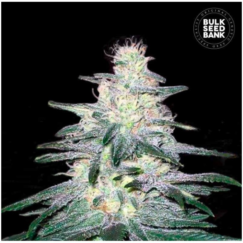LOCOMOTIVE · Bulk Seed Bank · semillas de marihuana · Fem