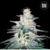 LOCOMOTIVE · Bulk Seed Bank · semillas de marihuana · Fem