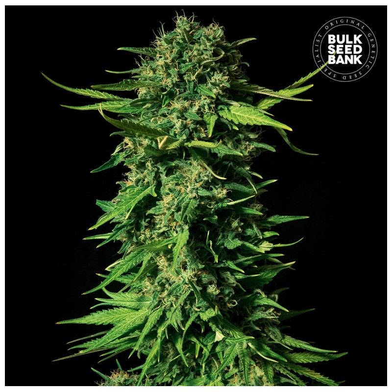 MANDALIME JUICE · Bulk Seed Bank · semillas de marihuana · Fem