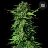 MANDALIME JUICE · Bulk Seed Bank · semi di canapa · Fem