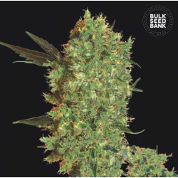 MARLEY'S BUD · Bulk Seed Bank · semi di canapa · Fem