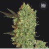 MARLEY'S BUD · Bulk Seed Bank · semillas de marihuana · Fem