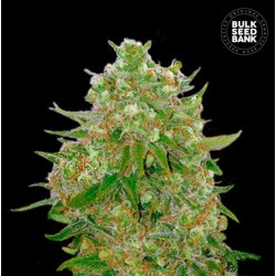 MASTER KUSH GRAND · Bulk Seed Bank · semillas de marihuana · Fem