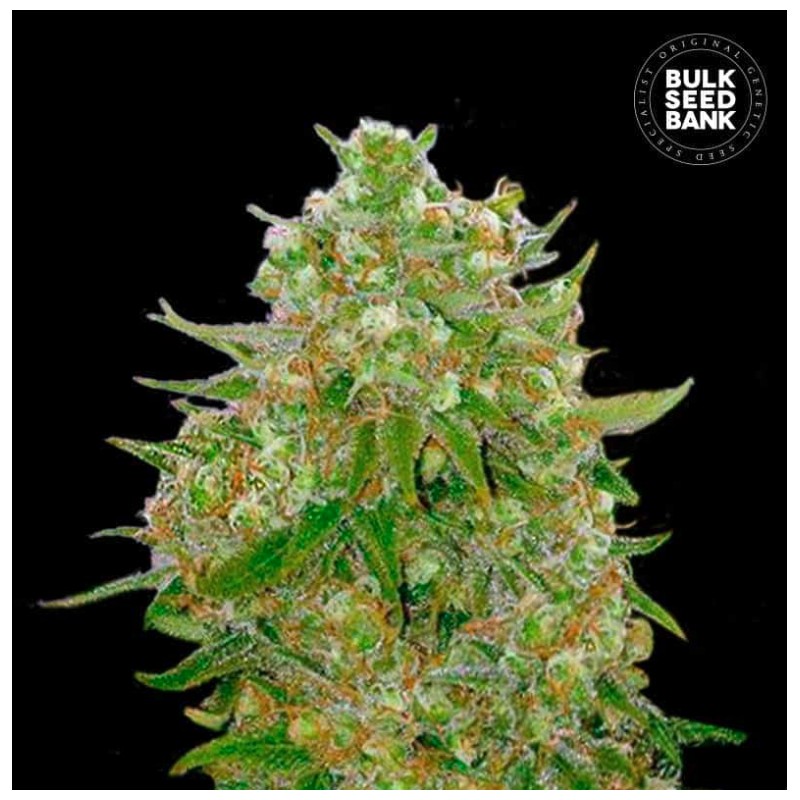MASTER KUSH GRAND · Bulk Seed Bank · semillas de marihuana · Fem