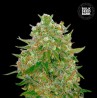 MASTER KUSH GRAND · Bulk Seed Bank · semillas de marihuana · Fem